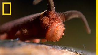 This Worm Uses a quotSilly String of Deathquot  National Geographic [upl. by Riatsila]