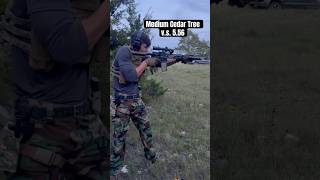 8” Cedar tree vs 556 short range experiment freedom nature airsoft video viralvideo tech [upl. by Brendin948]