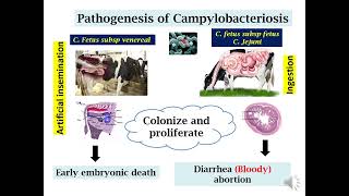 campylobacter pathology [upl. by Lauralee]