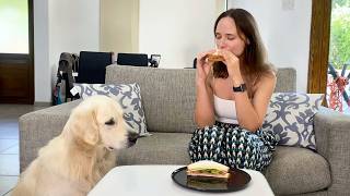 What does My Dog do when I Eat Sandwich  Ozzy Steals Food [upl. by Jule66]