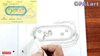 9th FB Biology Diagram 03A Typical Bacterium [upl. by Neerual]