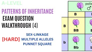 HARD PUNNET SQUARE inheritance exam questions pt4  Alevel Biology [upl. by Arakat]