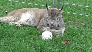 Max Canada Lynx amp Grooming 10618 [upl. by Nevetse733]