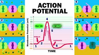 THE ACTION POTENTIAL [upl. by Weidman]