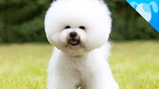 Bichon Frisé Facts [upl. by Lonny]