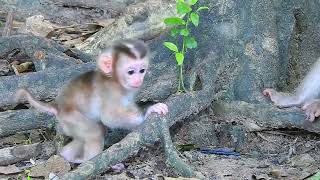 I think this baby monkey is the cutest thing ever [upl. by Ailugram]