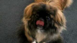 Pekingese BarkingGrowling For Her Toy [upl. by Pierrette]