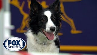 Watch FameUS win the 2018 Masters Agility Championship  FOX SPORTS [upl. by Jair]