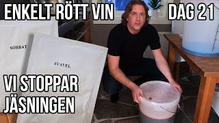 Brygga enkelt rött vin  dag 21 [upl. by Sergius]