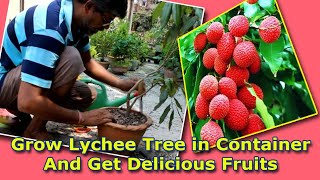 Grow Lychee tree in Container amp Get Delicious Fruits Be The CREATOR May 2018 [upl. by Enatan]