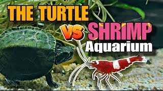 Turtle Junior VS Shrimp Aquascape turtlefights [upl. by Wilson]