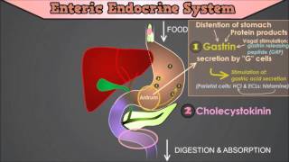 Control of the GI Tract The roles of Gastrin CCK Secretin Motilin and Gastric Inhibitory Peptide [upl. by Arney]