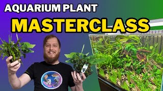 Be successful start your aquarium plants right All the things you should do to prep your plants [upl. by Aihsilef432]