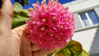 Pink Ball Tree Dombeya wallichii  eating Cookie Dough Flowers [upl. by Griswold]