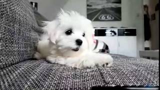 Mini Malteser Welpe Hund Uschi bellt [upl. by Brandon]