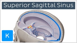 Superior sagittal sinus  Location amp function Human Anatomy  Kenhub [upl. by Fabriane]