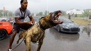 10 Most Intimidating Dogs To Frighten Intruders [upl. by Akemaj]