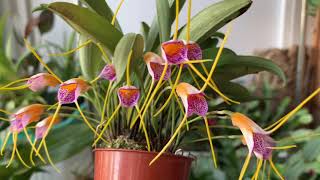 Masdevallia Confetti [upl. by Lampert]