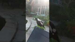 Australian Magpie Calling At Dusk Shorts [upl. by Selemas]