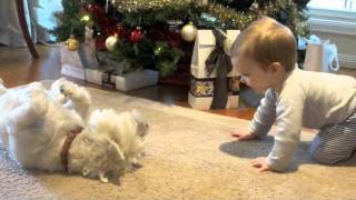 Puppy Love Baby amp Dog playing amp laughing [upl. by Oys]