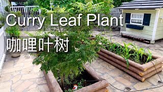 咖喱叶树  香草  Curry Leaf Plant  Herb [upl. by Onitrof178]