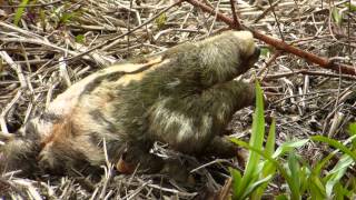 Brownthroated threetoed sloth from Ecuador Bradypus variegatus [upl. by Ashby]