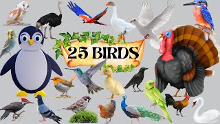 Birds Name Birds Name for Kids  25 Birds Name  Colorful Birds  Birds Name in English [upl. by Nirrek]