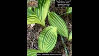 Bulbous Plants Series Haemanthus Convallaria Ornithogalum and Freesia Species [upl. by Ahcurb]