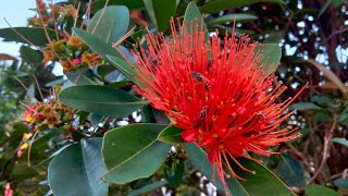 First Love Penda Tree  Crimson Penda Plant xanthostemon chrysanthus [upl. by Lahsram950]