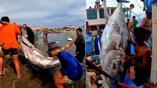 day 29 pag bababa ng bultohan sa fish port ng dinahican [upl. by Malita]