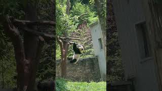 Panda in China china animals cute funny funnypanda funnyvideo funnyshorts pandachina [upl. by Gnirol443]