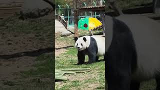 Chinas Yabuli Panda World Home to a BEAUTIFUL Panda [upl. by Ailuj]