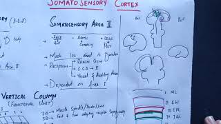 neurophysiology Chapter 48 Somatosensory cortex somatosensory association areasmedicallectures [upl. by Eceryt254]