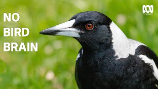 Magpies are even smarter than you think  The Secret Lives Of Our Urban Birds [upl. by Ameehs923]