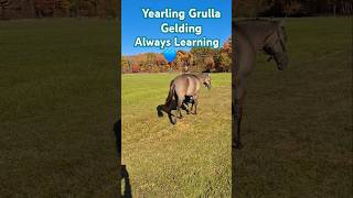 Yearling Grulla Gelding  Always Learning video shortvideo horses horselife life 💙🙏🐎 [upl. by Shurlocke]