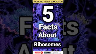 5 Facts about Ribosomes  What are Ribosomes  Ribosomes Function and Structure ribosomes biology [upl. by Tayib]