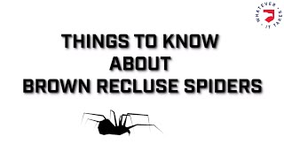 Brown Recluse Spiders  What You Should Know [upl. by Ridglee]