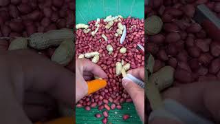 A good helper for peeling peanuts 👍🏻 satisfying [upl. by Nylatsirk]