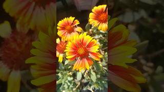 Todays special direct from garden gaillardia terracegarden flowerblooms ytshorts viral plants [upl. by Shaw]