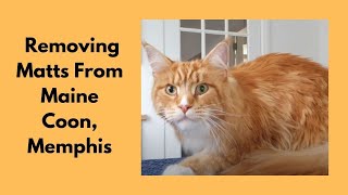 Removing Matts From A Maine Coon Cat [upl. by Dimitri]