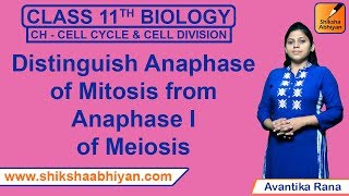 Q10 Distinguish anaphase of Mitosis from Anaphase I of Meiosis  CBSE Class 11 Biology [upl. by Eerat]