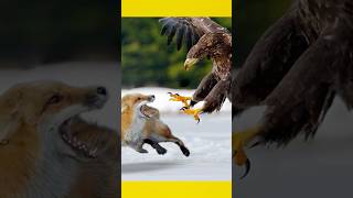 மனிதர்களை உண்ணும் கழுகு  dangerous Eagle in the world facts eagles [upl. by Sabu]