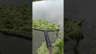 Azolla Plant  Tilapya feeding [upl. by Chae]