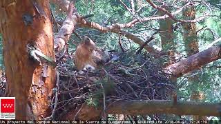 La osadía del arrendajoÁguila calzada  SEOBirdLifeParque Nacional Sierra de Guadarrama [upl. by Calie897]