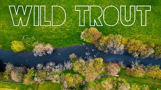 Restoring WILD TROUT in the River Nidd [upl. by Kingsly]