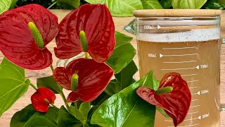 Absolute Treasure for ANTHURIUM Use It Just Once a Month and Even the Weakest Will Grow Stronger [upl. by Ladnor]