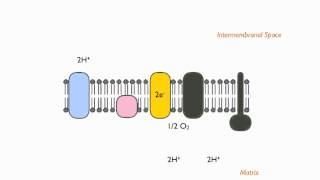 Electron Transport Chain Chemiosmotic Theory [upl. by Anyotal644]