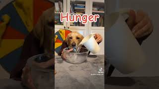 Wie Gott mich erschuf goldenretriever labrador pets funny lustig hund doglife [upl. by Aelgna]