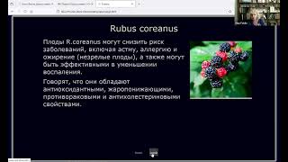 Rubus и другие Розоцветные Открытая встреча 231102024 [upl. by Aysa681]