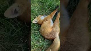 fox foxlife 🦊 animals animalshorts 🐱🦊 wildlife animals [upl. by Irrab]